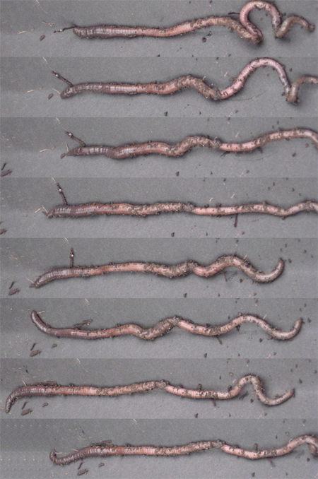 earthworm locomotion diagram observing earthworm locomotion nuffield foundation earthworm locomotion diagram observing earthworm locomotion nuffield foundation
