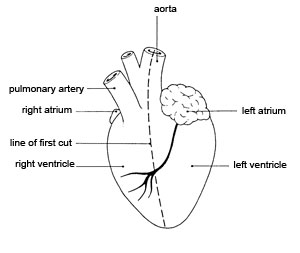 practical report disection sheep heart Practical report on the disection of a sheep heart heart dissection practical reportintroductionon the of july 2002, a sheep's heart was examined by d n. practical report disection sheep heart Practical report on the disection of a sheep heart heart dissection practical reportintroductionon the of july 2002, a sheep's heart was examined by d n.
