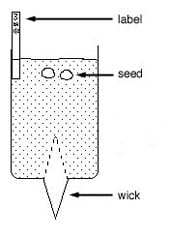 Investigating The Effect Of Minerals On Plant Growth Radish Seeds 170 Radish seeds and apparatus to investigate the effect of minerals on plant growth