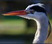 Heron by Lucy Hollis