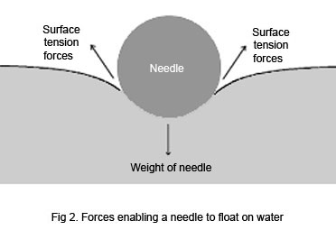 Surface Tension Experiments For Kids Penney