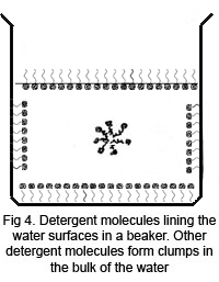 Detergent molecule clumps and lining