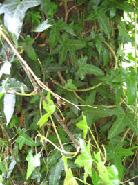 North-facing side Ivy growing on north-facing tree stump
