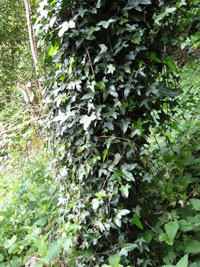 Recording Variation In Ivy Leaves Nuffield Foundation Ivy Growing On Tree Stump Tall