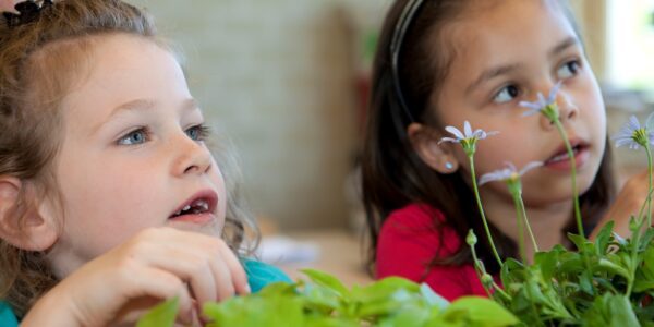 Primary school children looking at plants in a science lesson